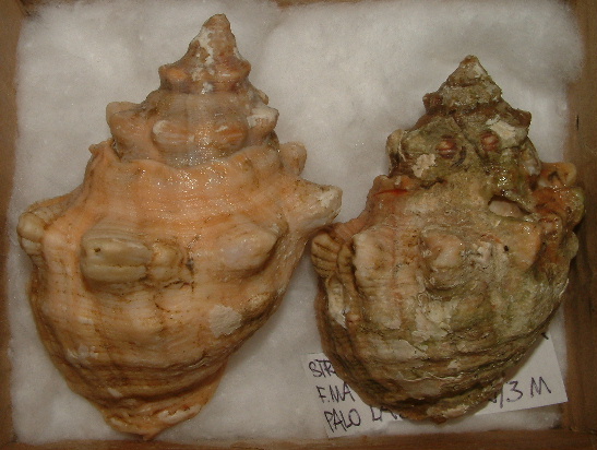 Stramonita haemastoma f. consul